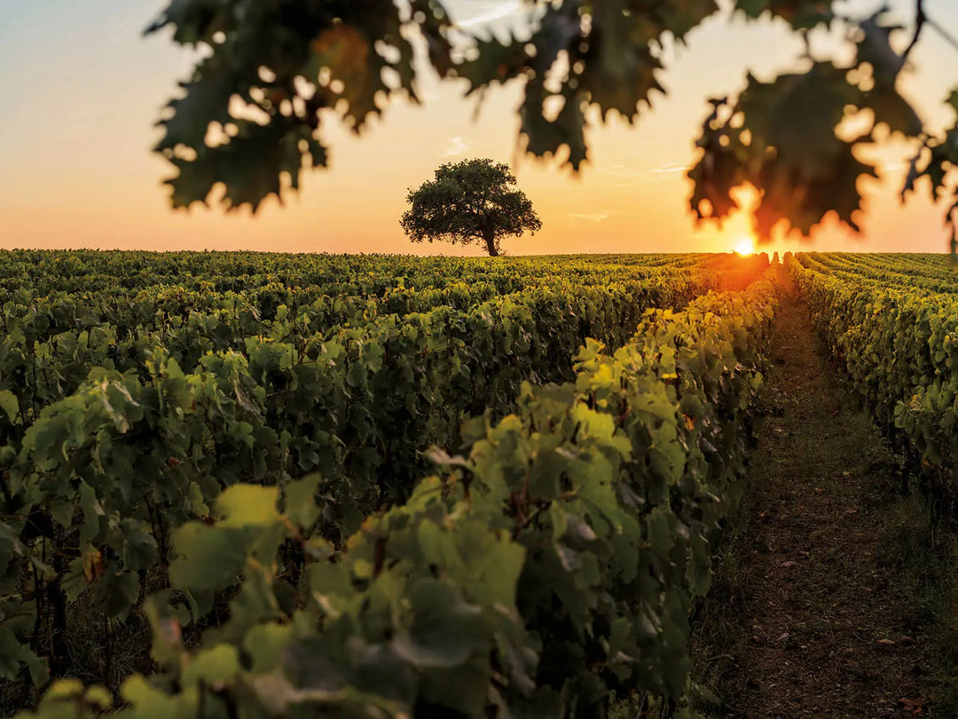 Cellar Visit: Tenuta dell'Ornellaia, Bolgheri, Italy